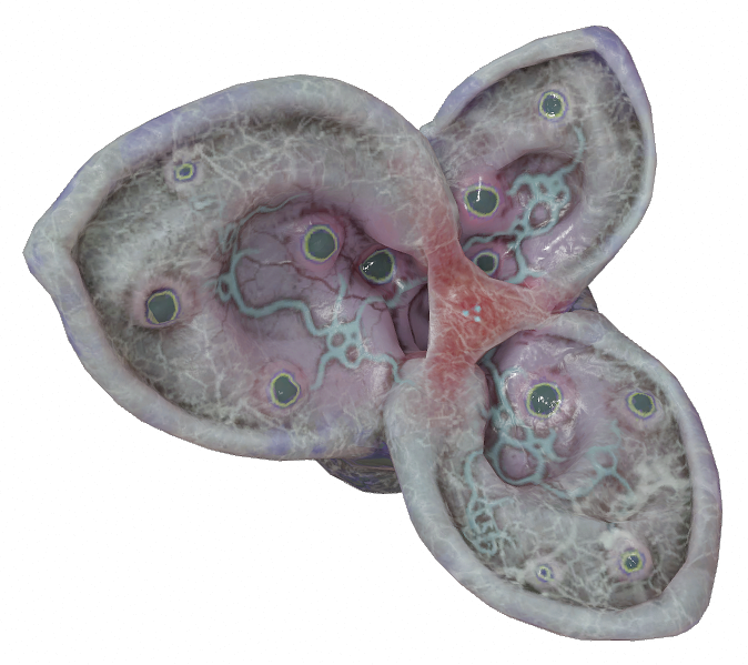 File:Xen coral ear 03 idle open.png