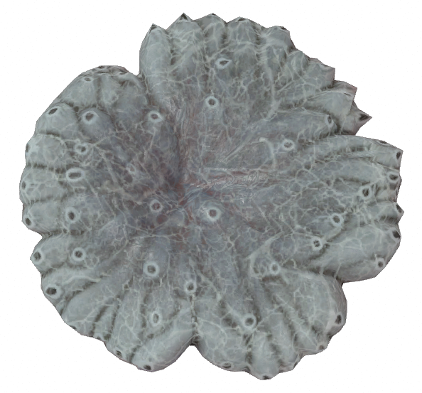 File:Xen coral ear 01.png