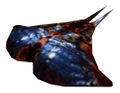 Manta ray double tail.jpg