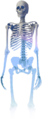 The Lab Human Body Scan.png