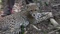 Cheetah.jpg