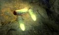 Antlion Grubs mine floor.jpg